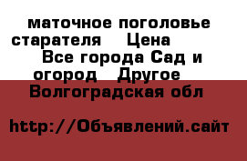 маточное поголовье старателя  › Цена ­ 3 700 - Все города Сад и огород » Другое   . Волгоградская обл.